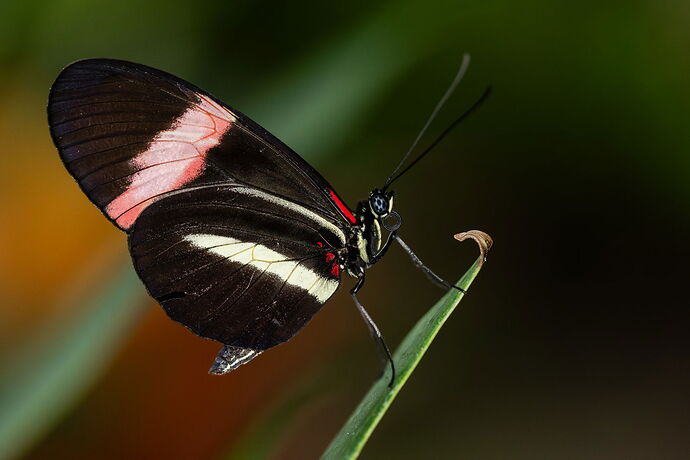 HeliconiusmelpomeneRosina.jpg