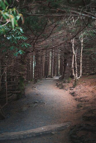 Carver's Gap Forest