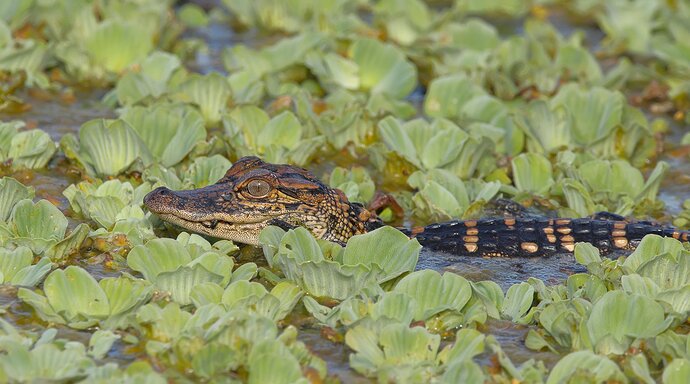 Alligator juvenile.jpg