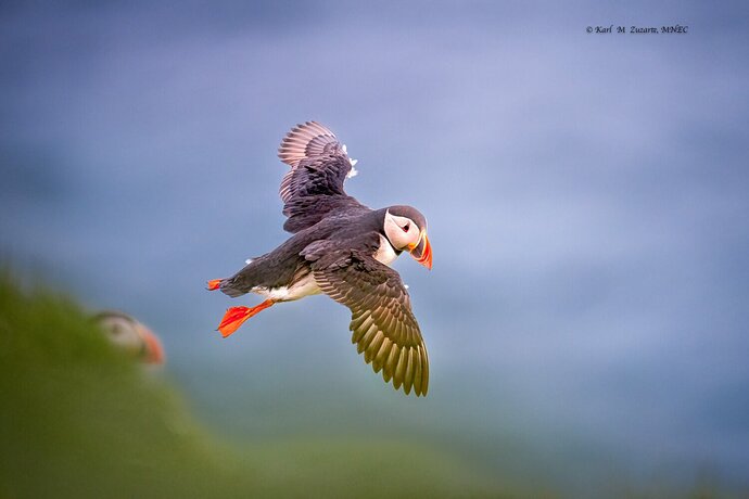 Color Cast Issue Color Cast Issues - Avian Critiques - Nature Photographers Network
