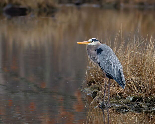 DSC_0781_1_DxO