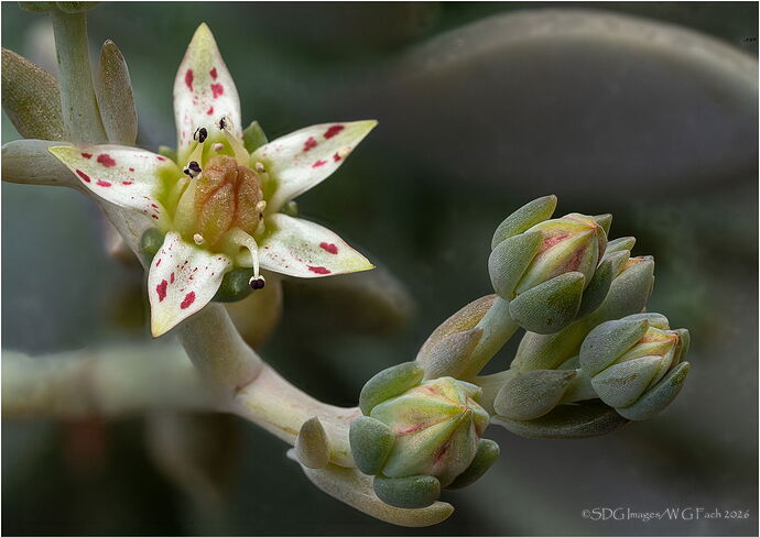 Budding-Constellation-2026-02-14-12-29-25-(B,R8,S1)A7r3-26.jpg