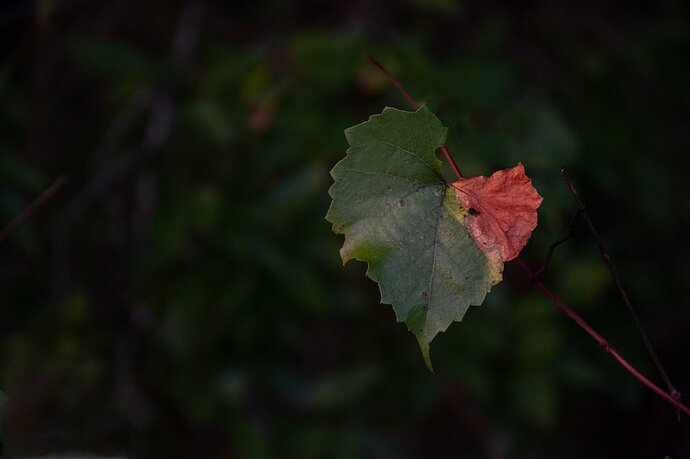 leaf-DSC_0377