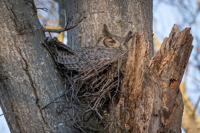 Great Horned Owl  NPN.jpg