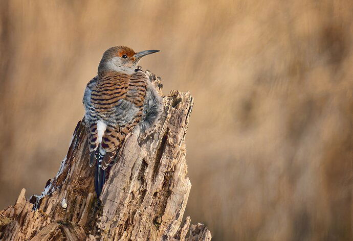 Northern Flicker  female