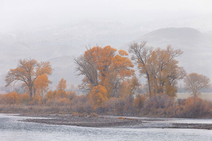 Fall Cottonwoods adjusted