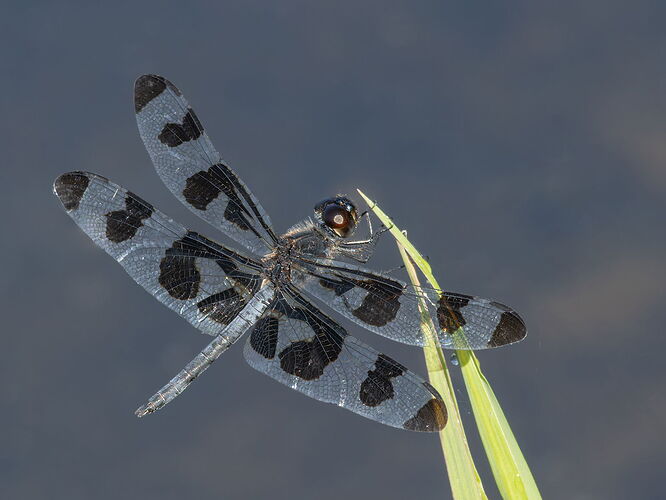 Banded Pennant Dragonfly.jpg