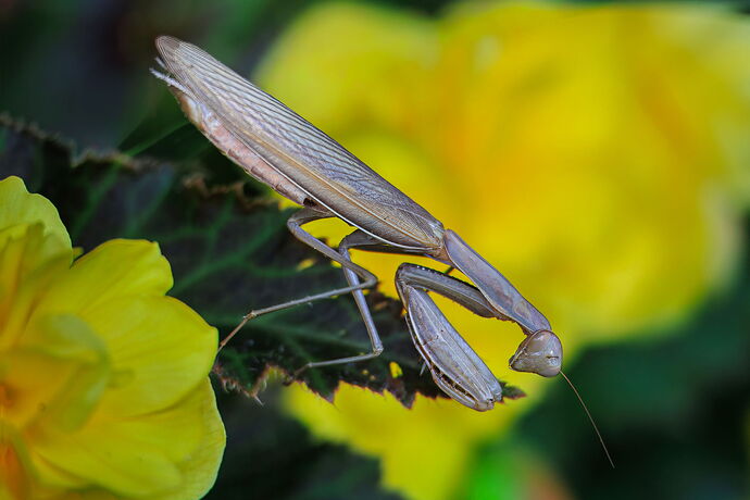 Mantis-NR.jpg