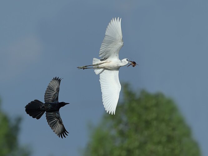 Little Blue Heron versus Grackle.jpg