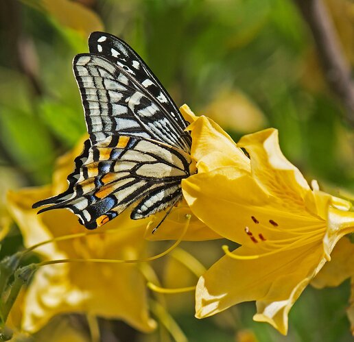 Xuthus Swallowtail