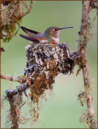 -20250424-_SA15692-Hummingbird nest-DxO_DeepPRIME 3-Edit.jpg