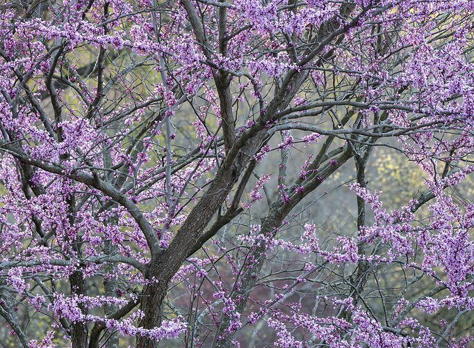 Redbud stack copy.jpg