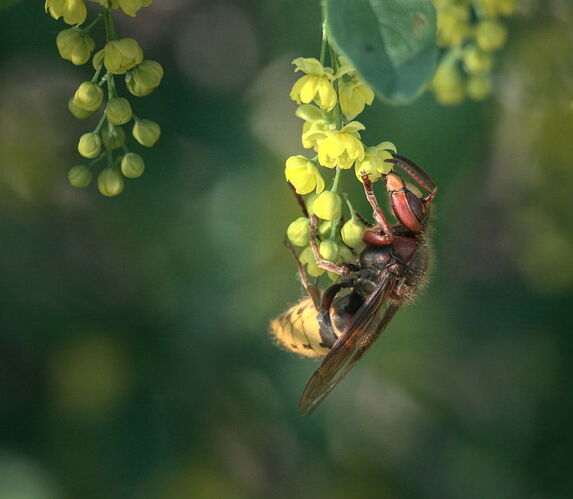 2025-05-01_Vespa-crabro_scaled-DM-2