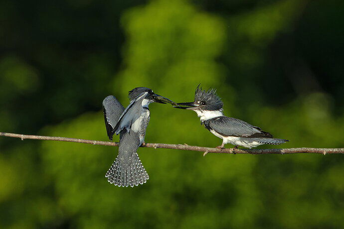 Belted Kingfisher 43.jpg