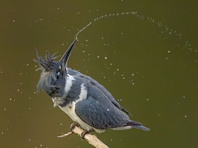Belted Kingfisher 148.jpg
