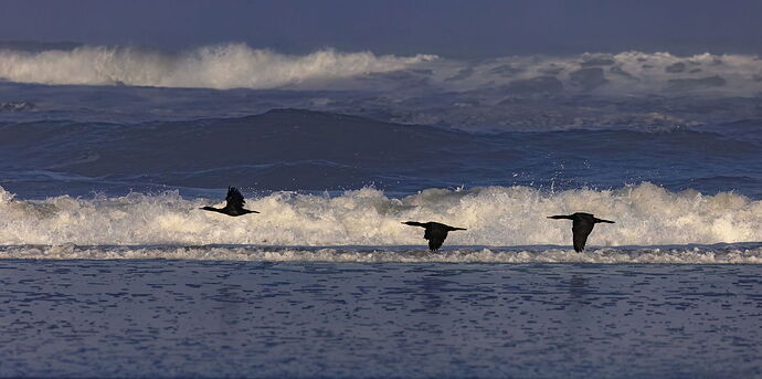 Pelagic Cormornts-NPN.jpg