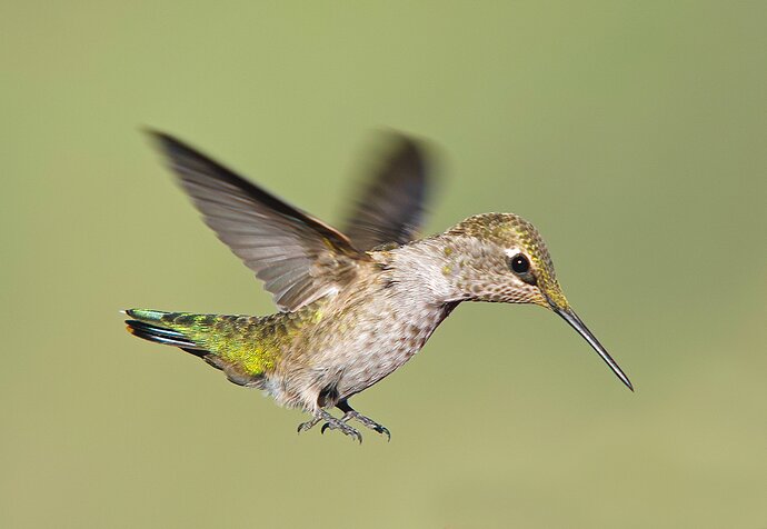 Landing Gear Down