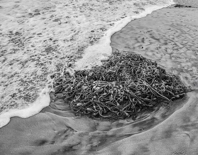 Kelp heart for NPN-P8147005-.jpg