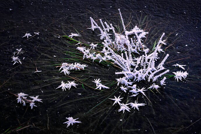 Crystal grass