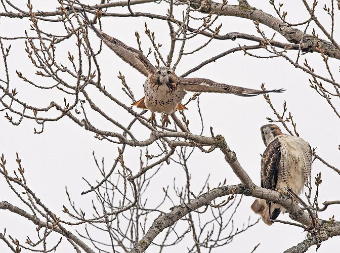 Redtails