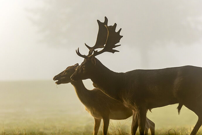 WLI_0525 - European Fallow Buck ((Melanistic)) & Doe (Dama dama).jpg
