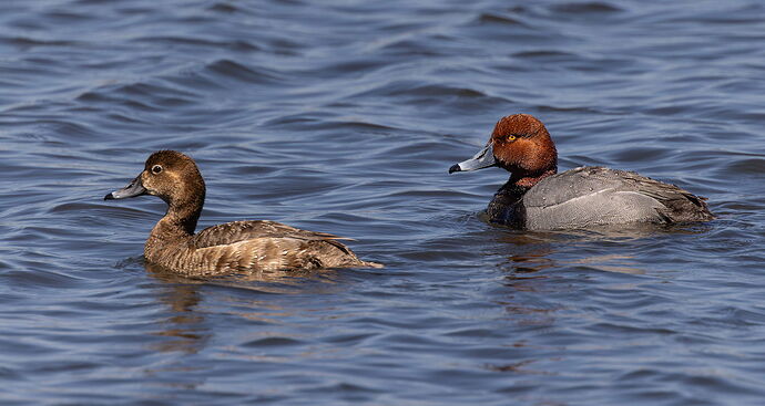 Allen-2025=96-Redhead-NPN copy