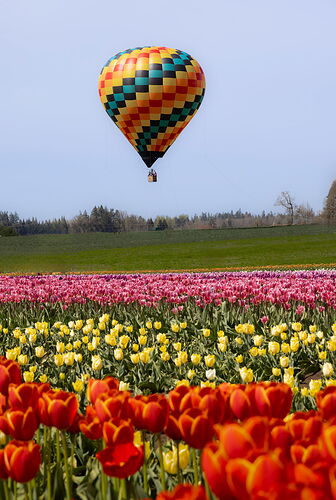 Tulip #8-NPN.jpg