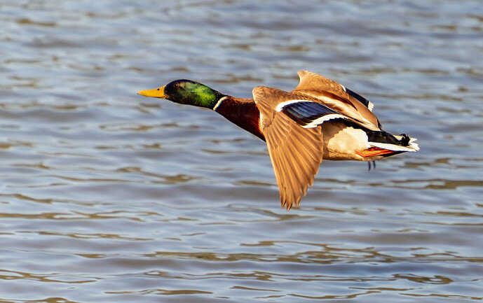 Male Mallard IF DxO_DeepPRIME XD3-2 copy.jpg