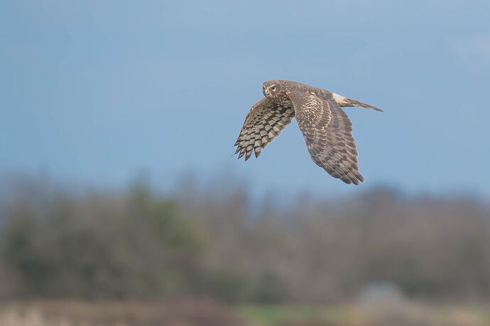 20250113-0567-NEF-DxO_DeepPRIME XD2