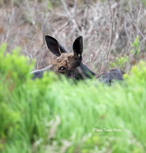 Moose Western Maine - I see you