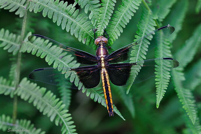 Widow Skimmer, female.jpg