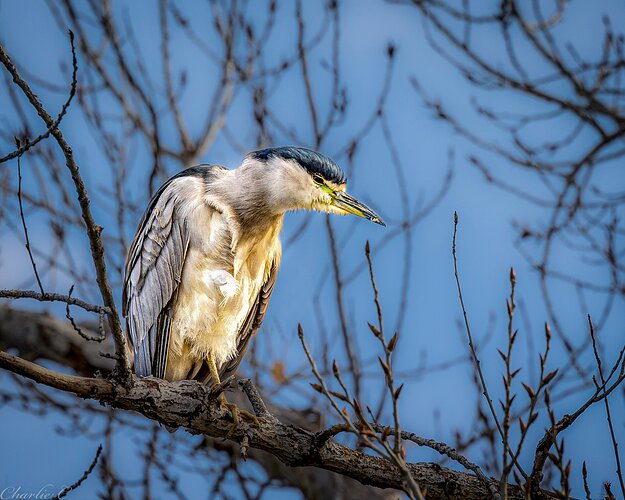 Black-Crowned Night-Heron