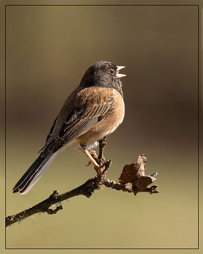 Dark-eyed Junco-NPN.jpg