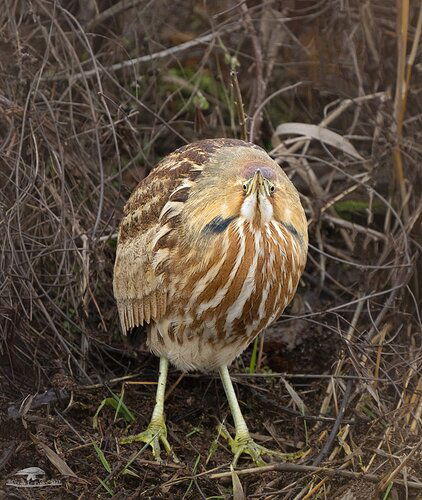 Which Came First, The Bittern or the Egg?