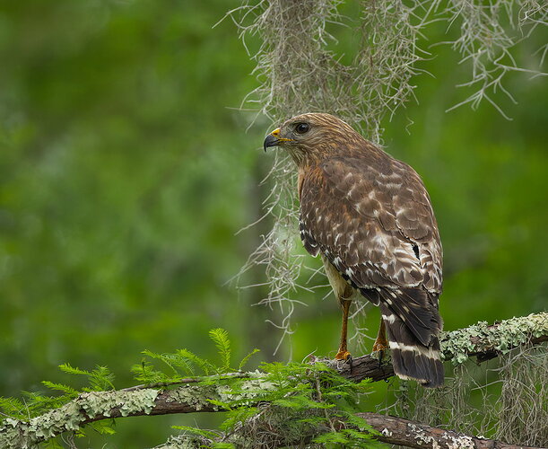 Red-shouldered Hawk 12.jpg