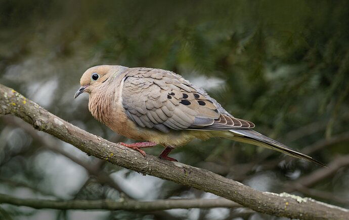 Mourning Dove