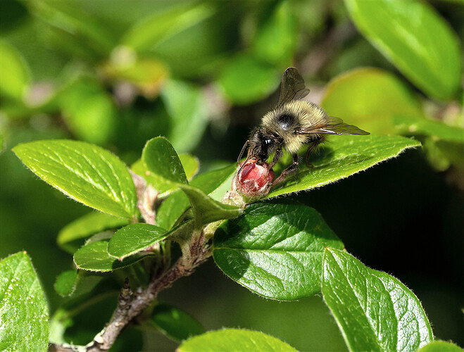 Bee 2-Edit copy.jpg