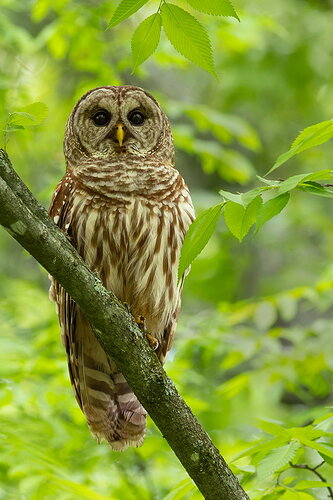 Barred Owl 32.jpg