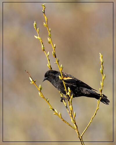 Red-winged Blackbird-NPN.jpg