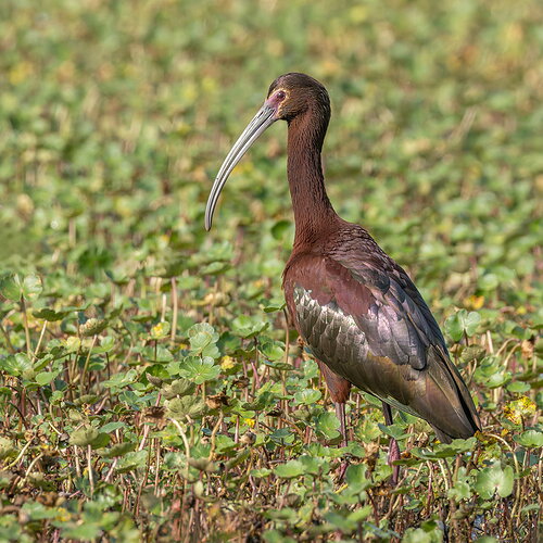 White-faced Ibis 5