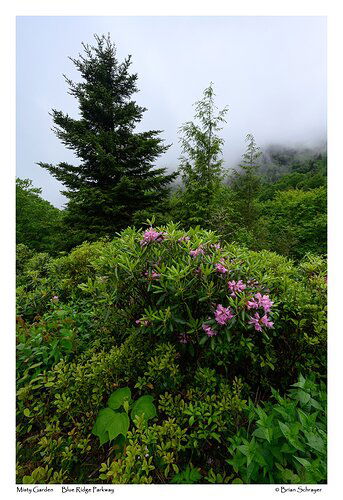 Misty Garden