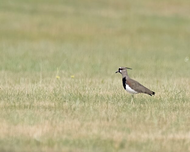 Lapwing2