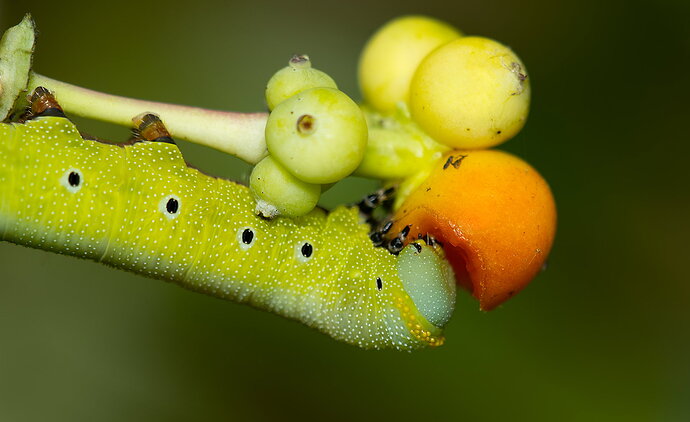 Original - Hummingbird Moth Caterpillar 16.jpg