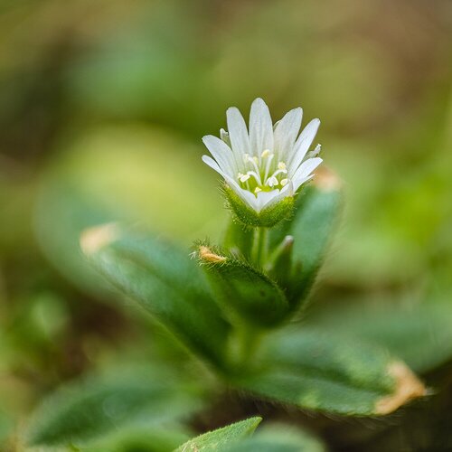 Chickweed