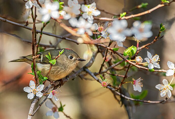Ruby-crowned Kinglet-7820-Edit