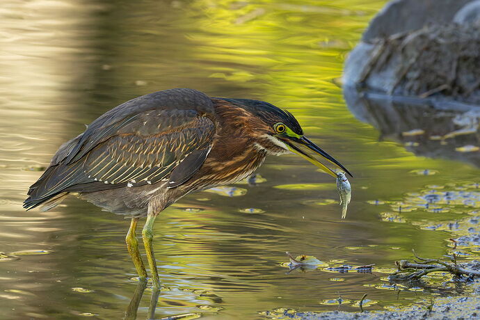 Green Heron 108.jpg