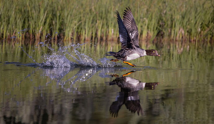 Landscape-Photography-Chrissy-Donadi-NPN-AMA-Takeoff