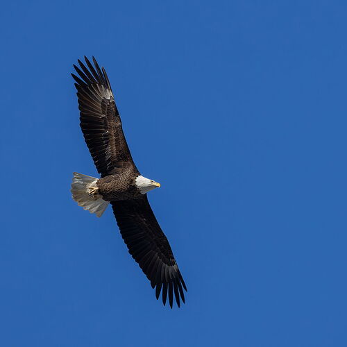 Bald Eagle 41.jpg
