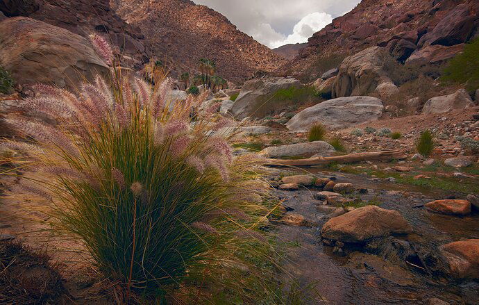 Borrego Palm Canyon b4 BW