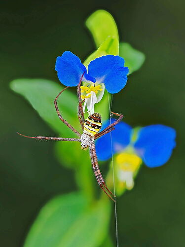 Small-Cross-Spider-Post-Operation